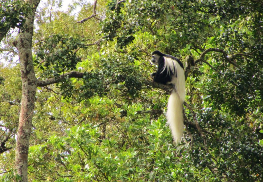colubus monkey kili view and safaris