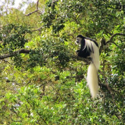 colubus monkey kili view and safaris