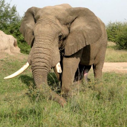 kili view and safaris tarangire