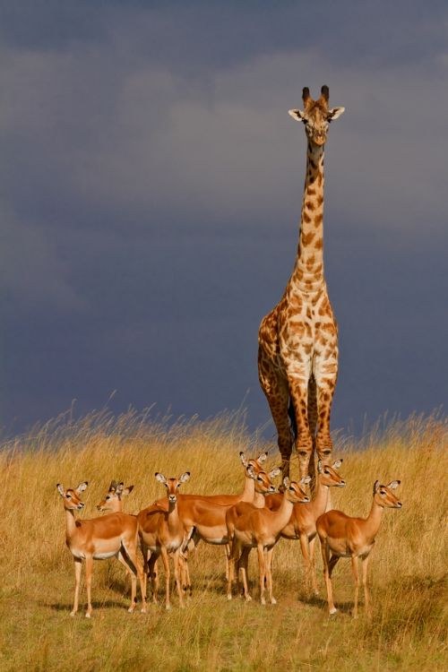 kili view and safaris giraffer