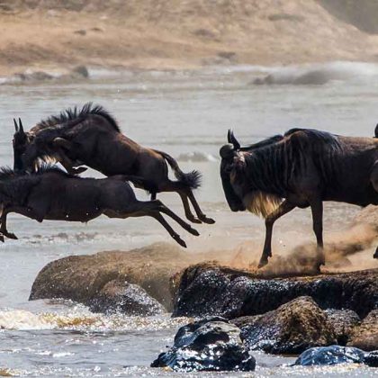 kili view and safaris The Great Wildebeest Migration Tracking Calendar