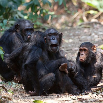 Gombe_National_Park chimp