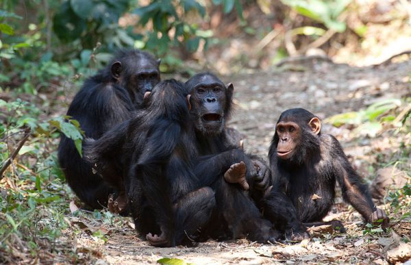 Gombe_National_Park chimp