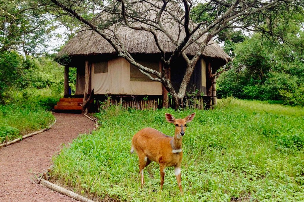 kili view and safaris day tour ndarakwai-camp