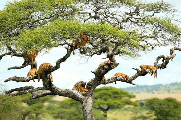 manyara lione climbing tree