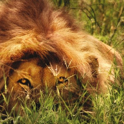 sere hunting lione