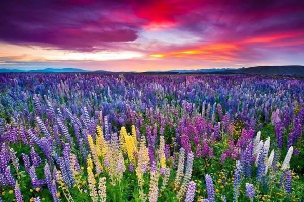 kitulo national park| Serengeti of flower| Tanzania safari tours