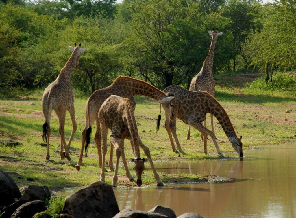 tanzania destination saanane island