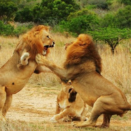 selous lione fight