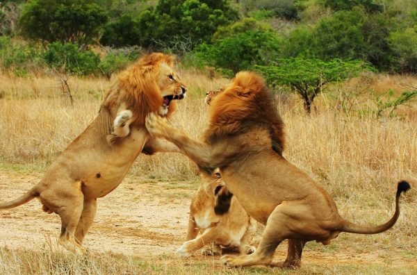 selous lione fight