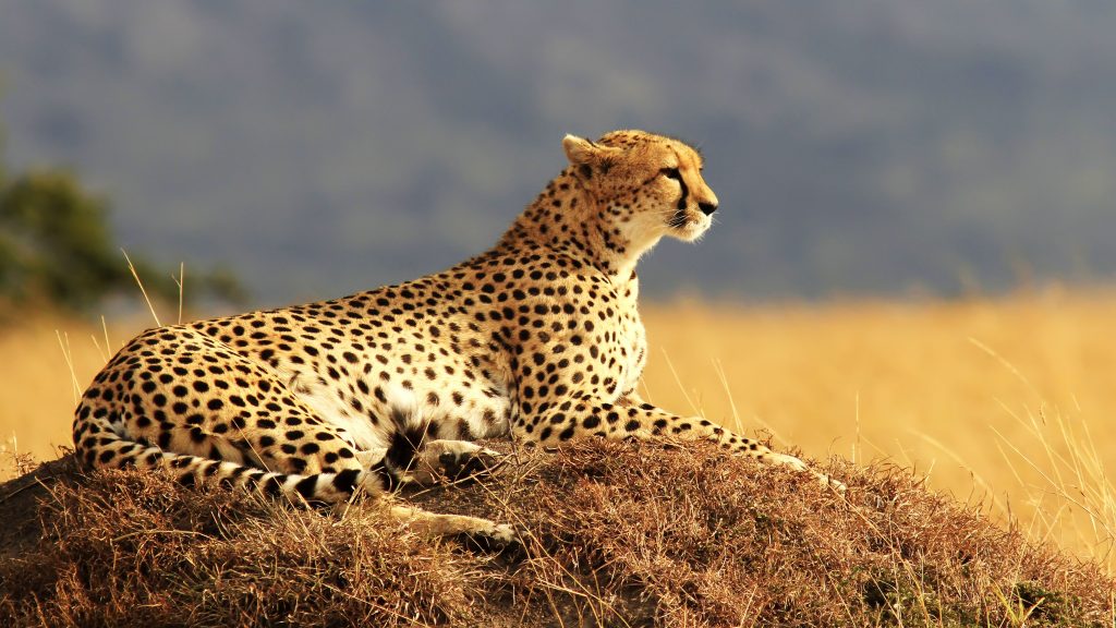 cheetah view point