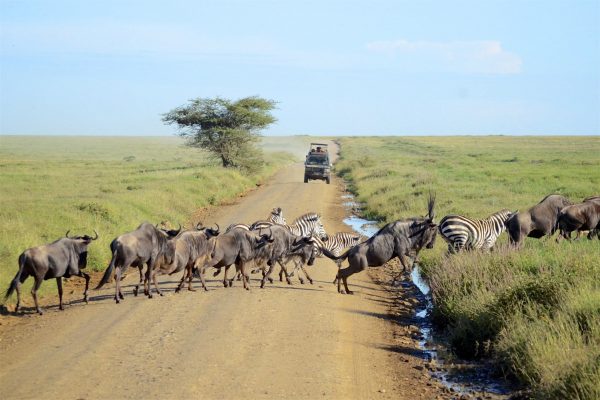 5 Days Masai Mara Migration Safari