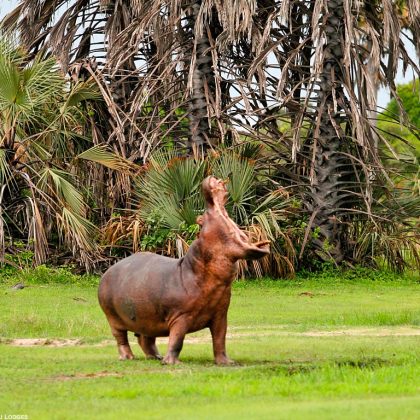 hippo at katavi