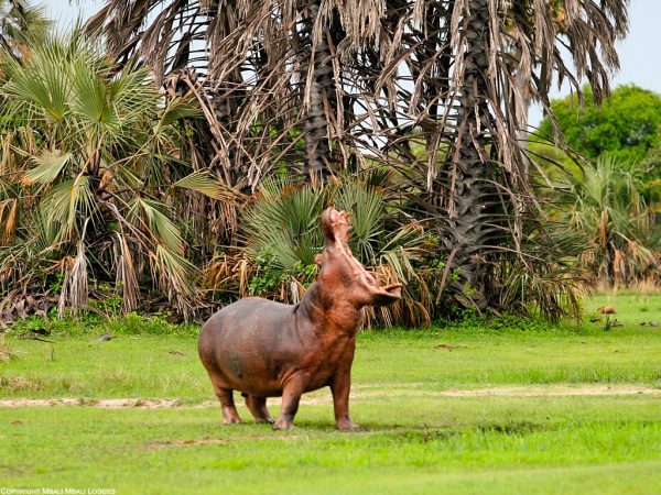 hippo at katavi