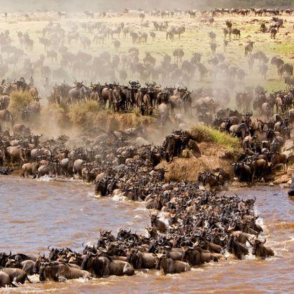 crossing-widebeest mara river 1