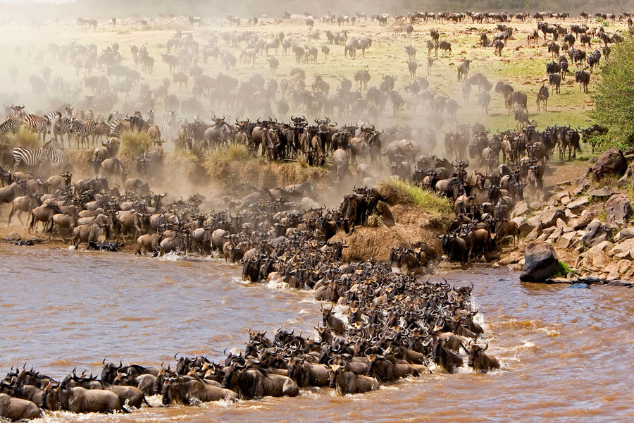 crossing-widebeest mara river 1