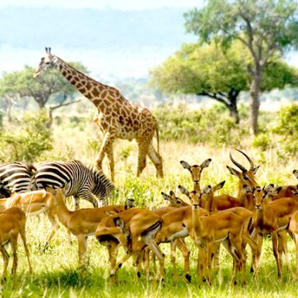 giraffe zabra and impala
