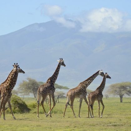 kili view and safaris arusha day tour