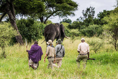 Tanzania walking safaris